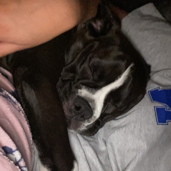 SHOW NOTIFICATION 🐆 - Picture 2 of 2